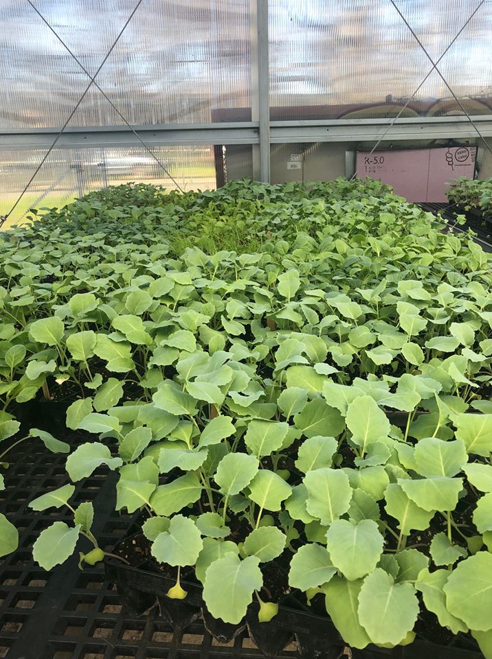 88060055_10158748095231554_1040023521817788416_o